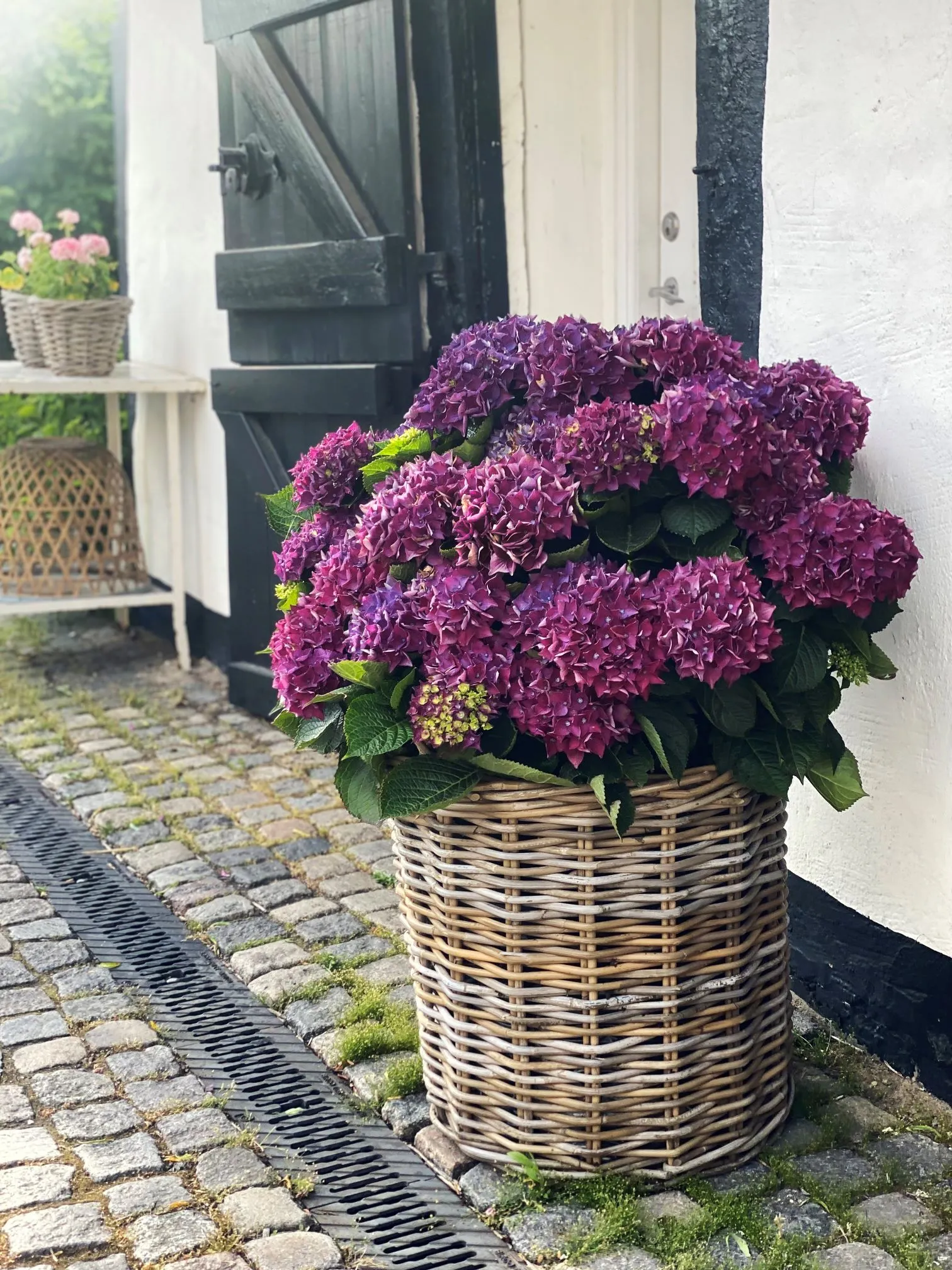 ♡Hydrangea4936さま♡ One Floral | Deep Purple™